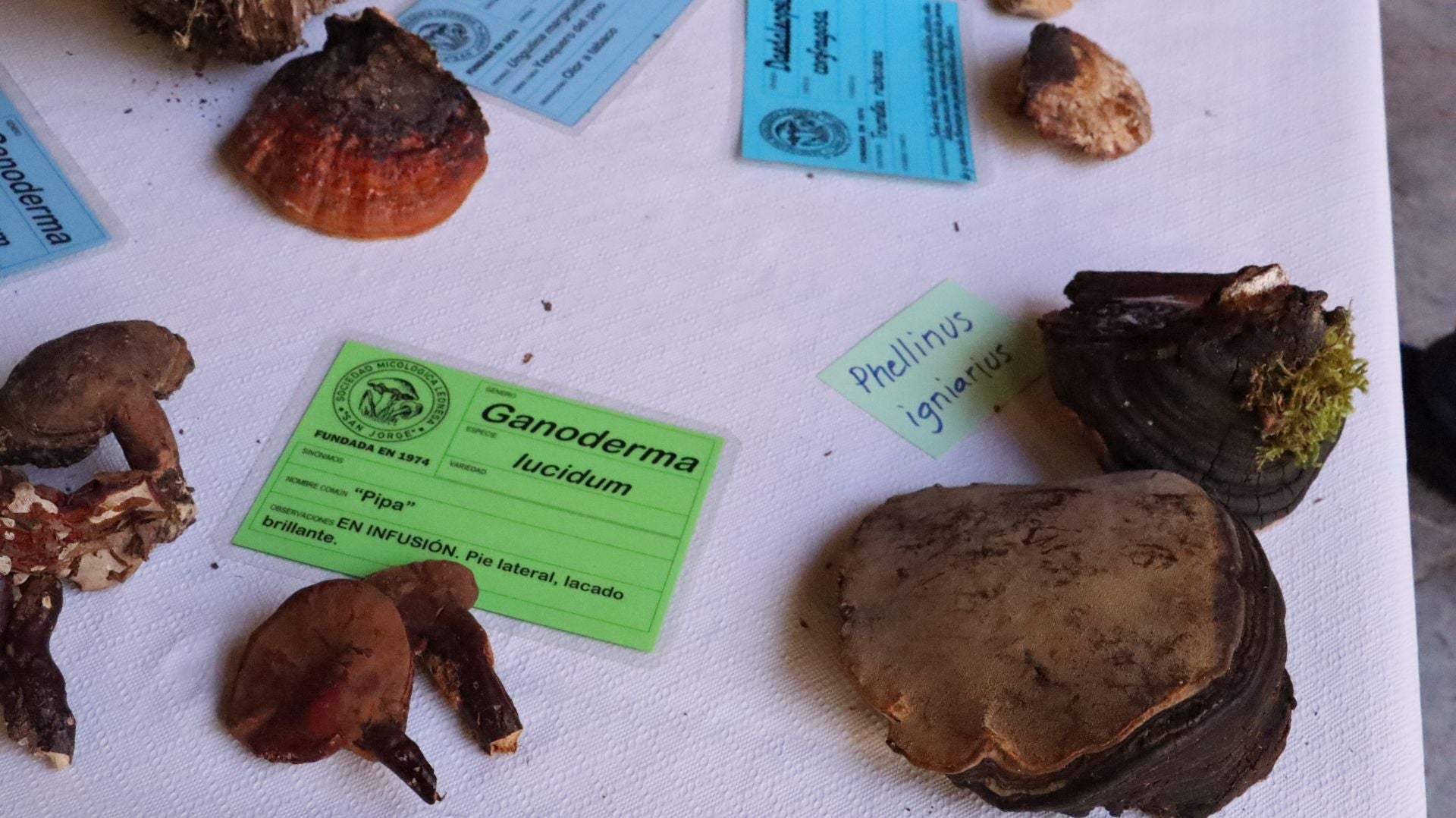 Imágenes de la Exposición Micológica de León