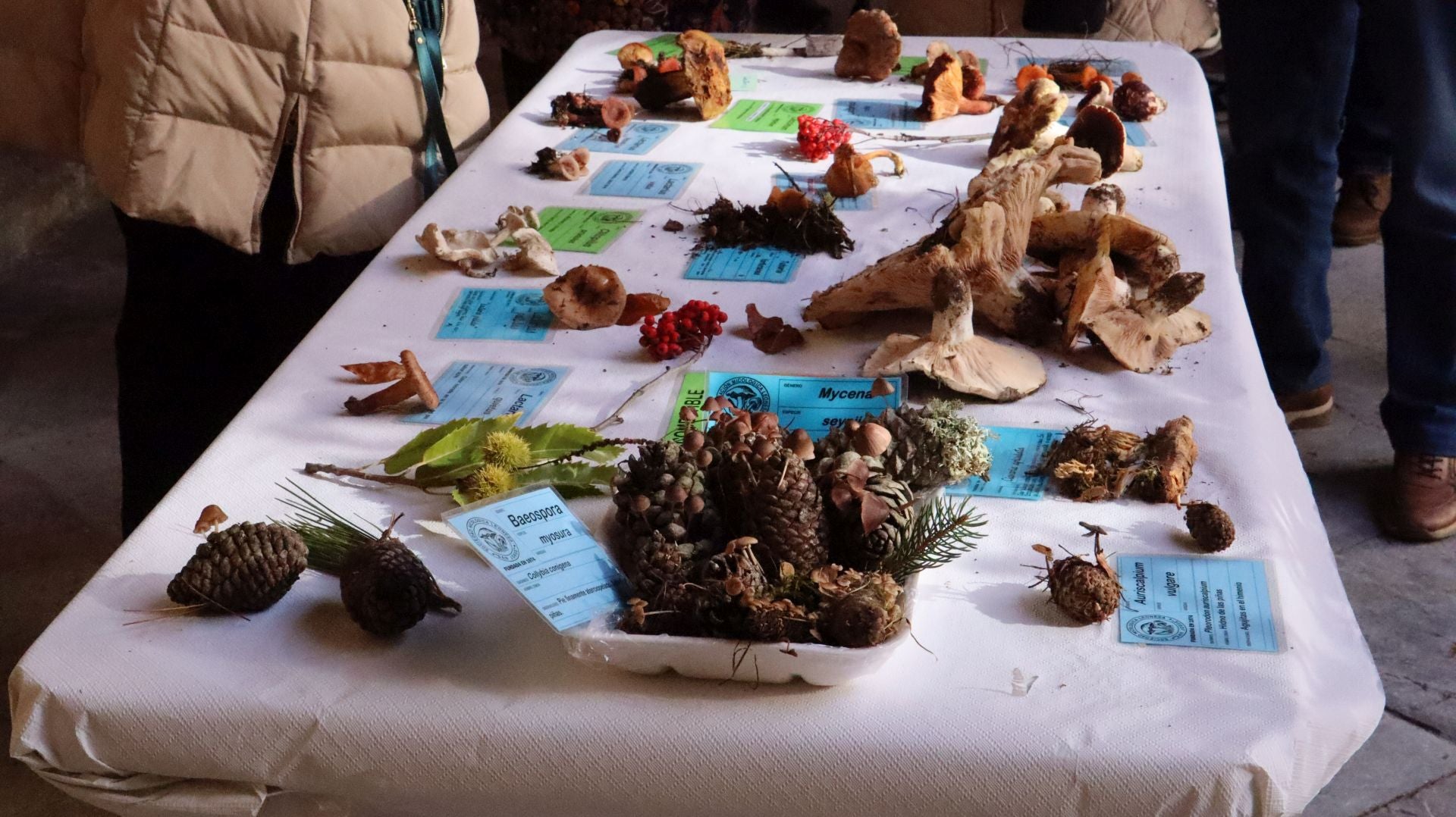 Imágenes de la Exposición Micológica de León