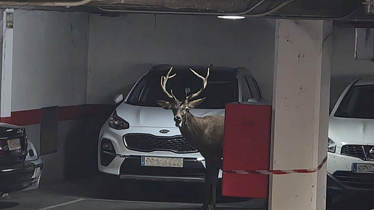 Atrapan con dardos tranquilizantes al ciervo desorientado que entró en un aparcamiento del Casco Antiguo de Zamora