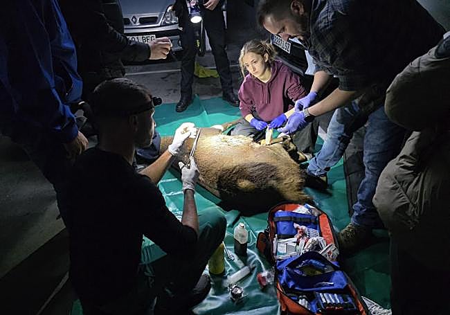 Los servicios veterinarios con el animal.