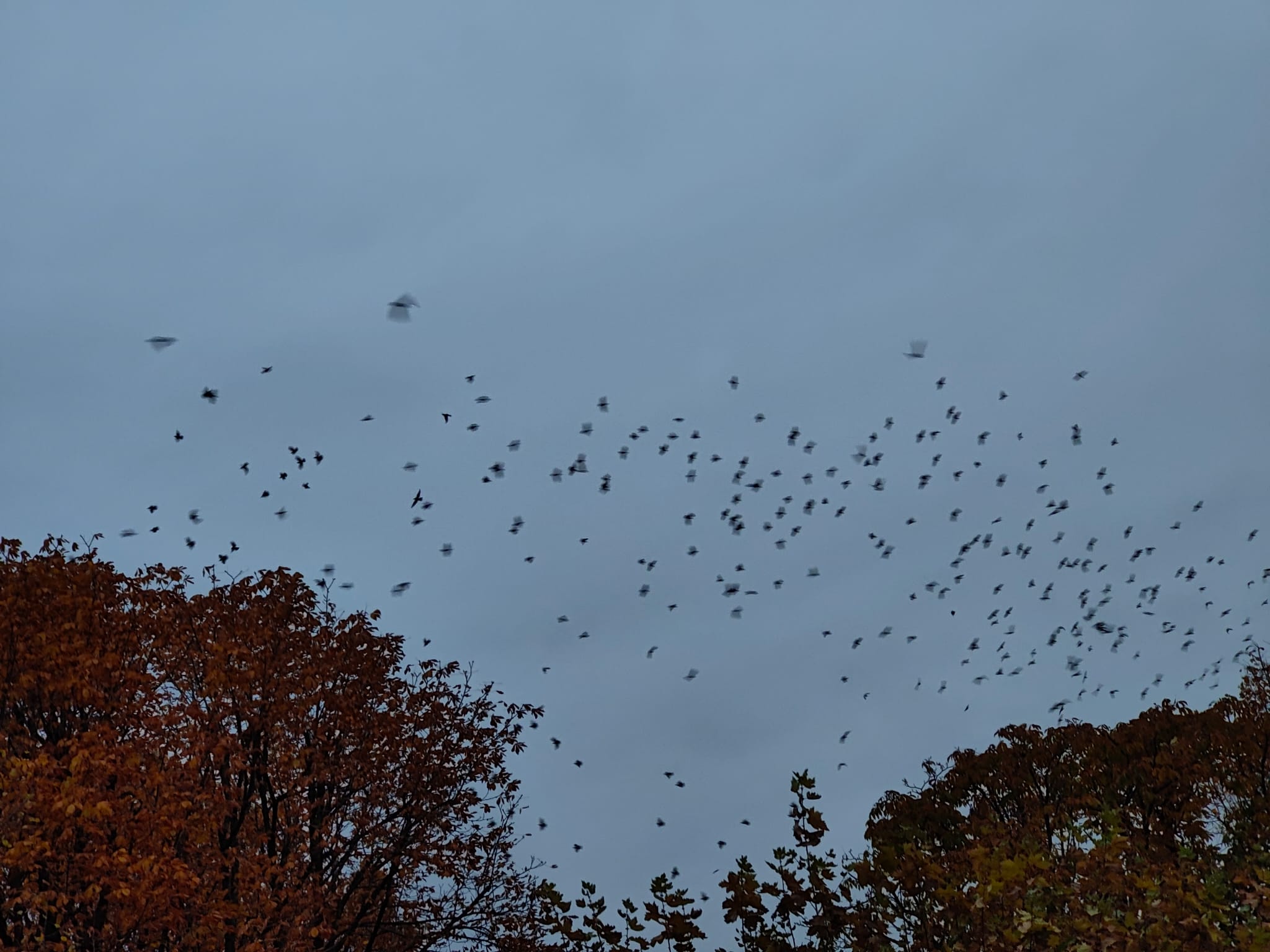 Los estorninos sobrevuelan León con la luz escaseando durante el atardecer.