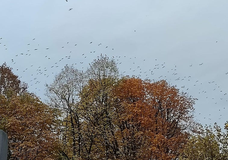 Un bando de estorninos sobrevuela el parque de San Fransisco en León.