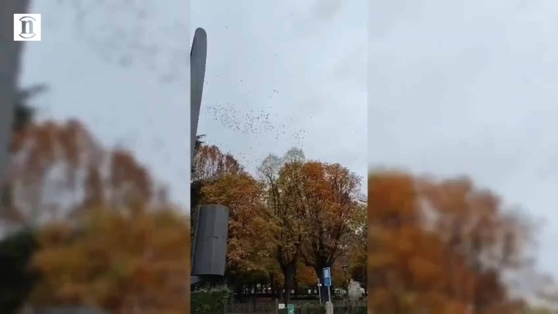 El sincronizado y veloz vuelo de los estorninos sobre León