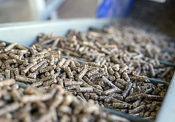 Producción de pellets.