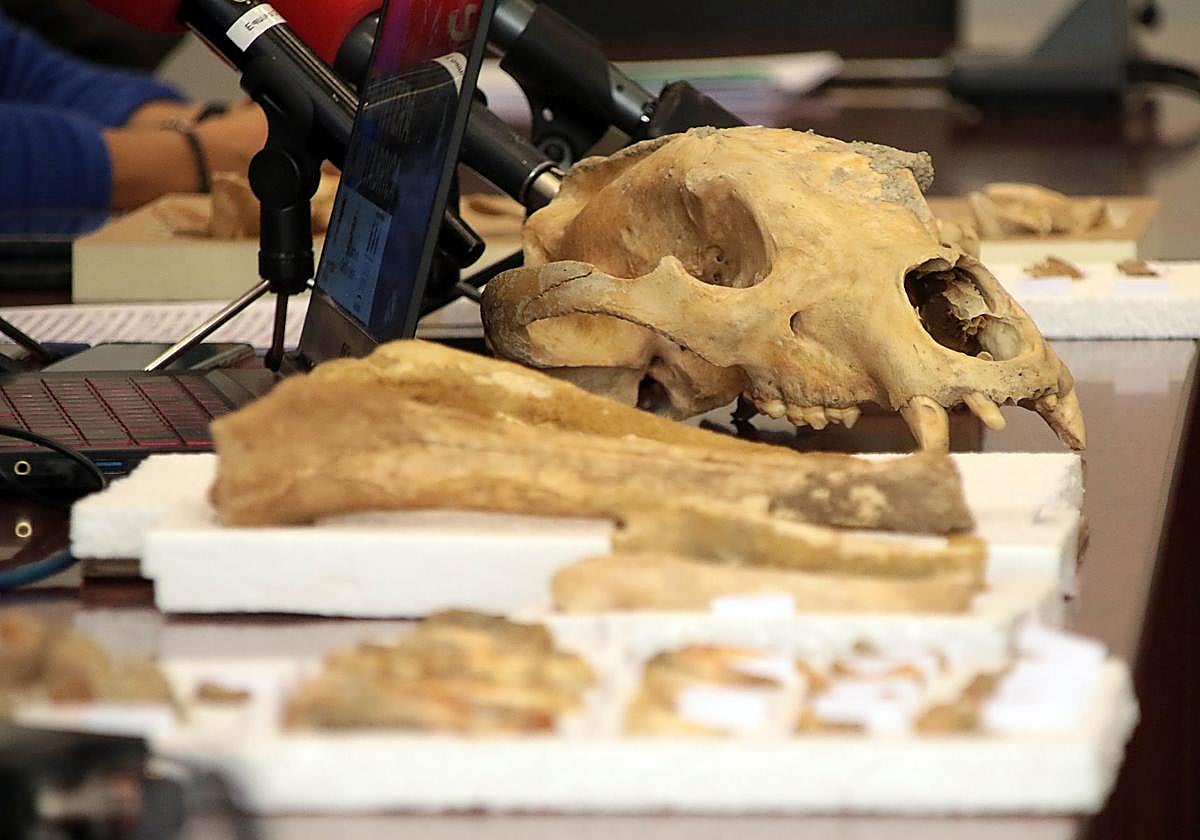 Presentación de los resultados provisionales de la primera campaña de recuperación de restos de fauna del Cuaternario en cuevas de León