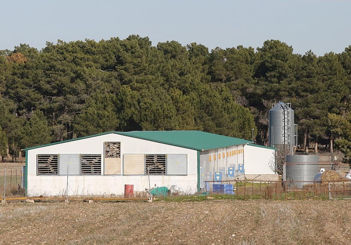 Granja afectada por gripe aviar en Segovia.