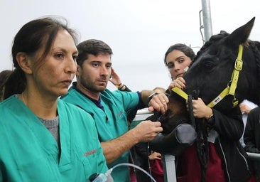 Así opera a los caballos en el Hospital Veterinario de la ULE con cirugía de última generación