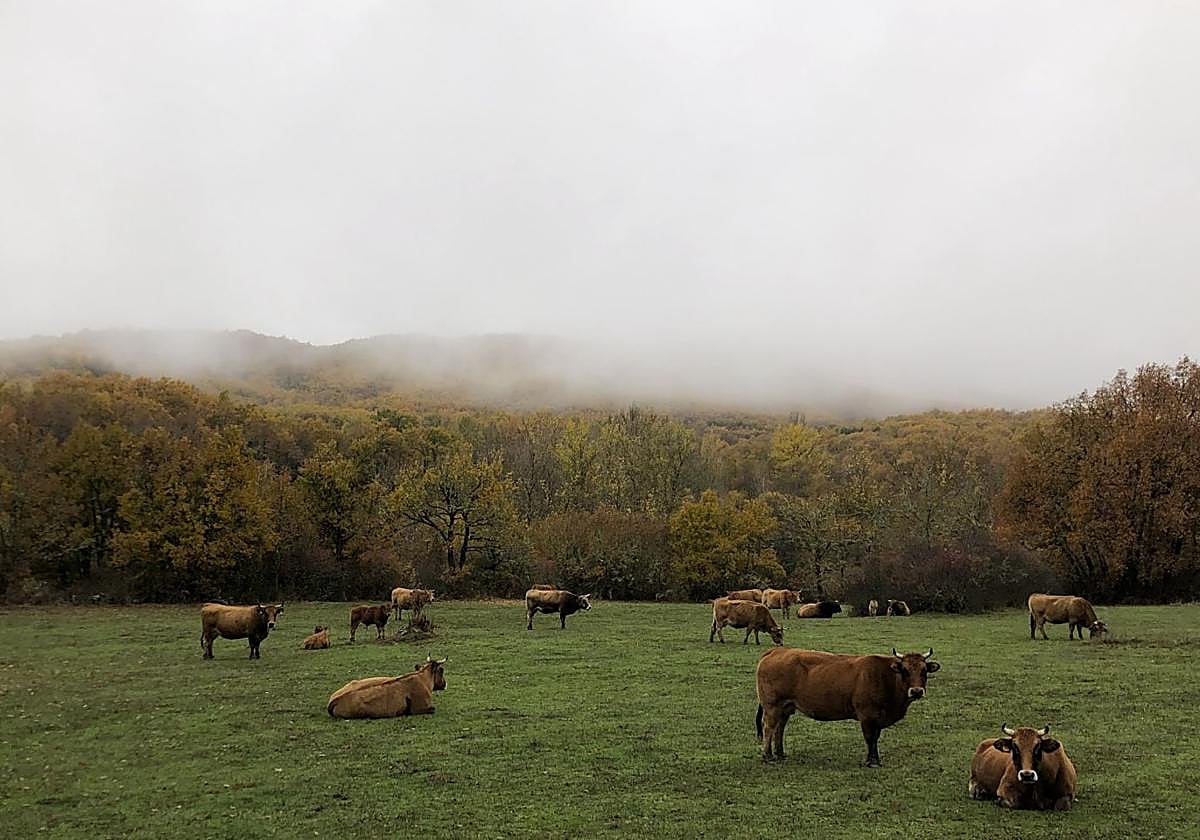 Vacas en una pradera a orillas del río Curueño.