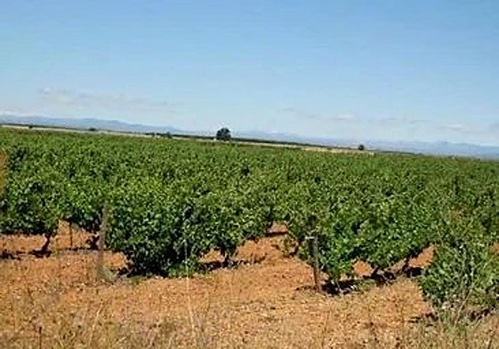 Viñedos en Valdevimbre.