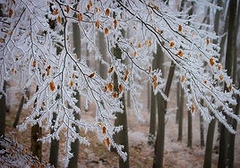 Imagen de la helada en un árbol.