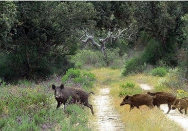 El caso de peste porcina detectado en España pone en alerta al sector en León