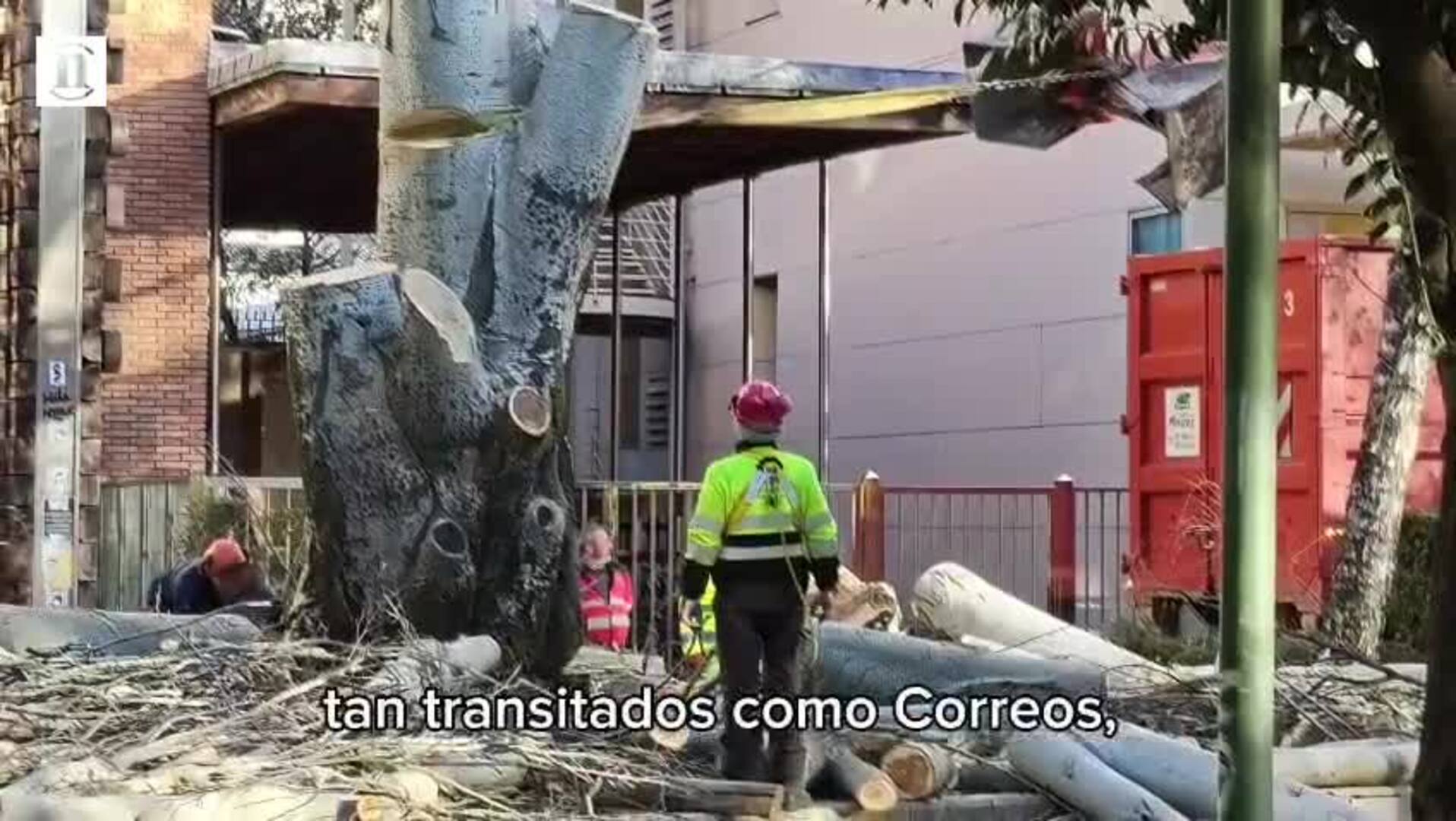 El gran árbol de la plaza San Francisco que ha sido talado en León