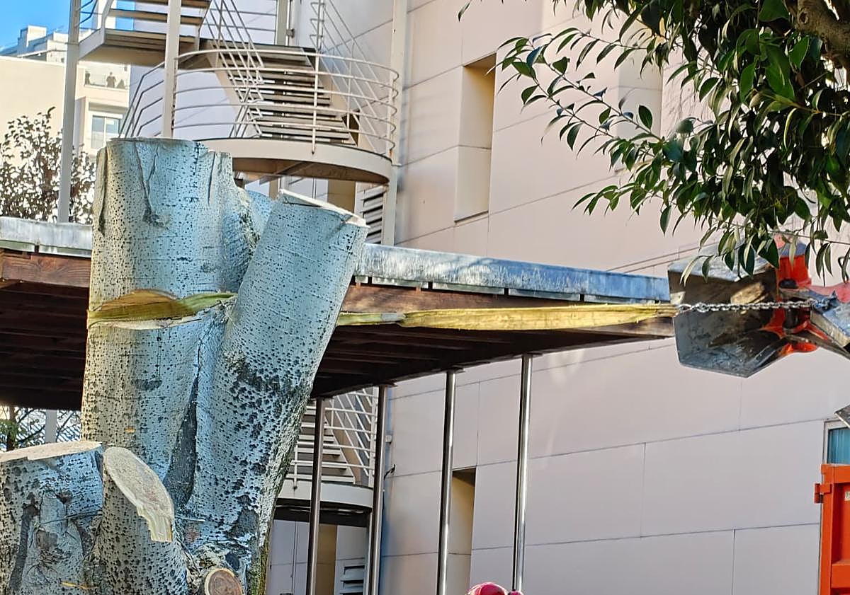 Imagen principal - La grúa tirando del tronco; un operario cortando la base del árbol; y el tronco y todas las ramas cortadas.