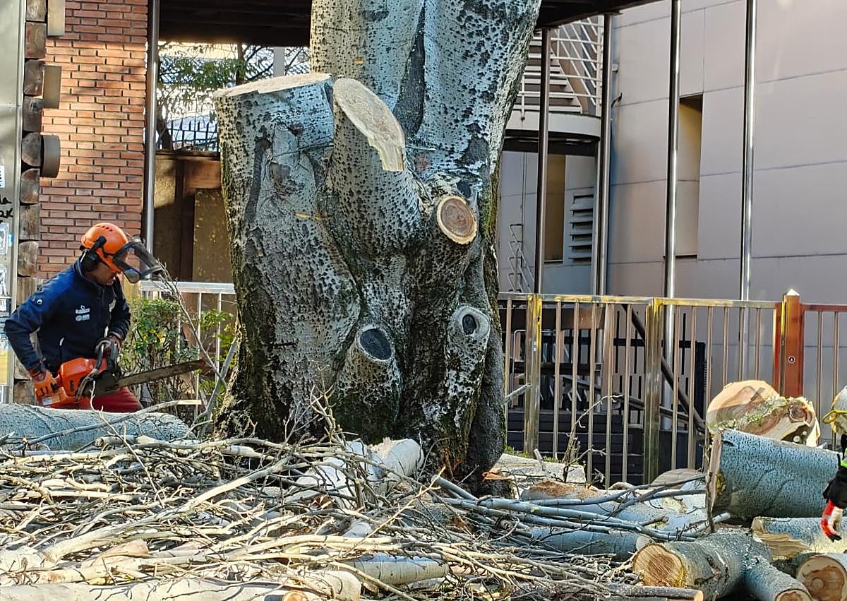 Imagen secundaria 1 - La grúa tirando del tronco; un operario cortando la base del árbol; y el tronco y todas las ramas cortadas.