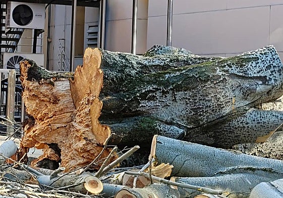 La parte inferior del tronco del árbol cortado junto a la entrada del Auditorio del Conservatorio de Música en León.