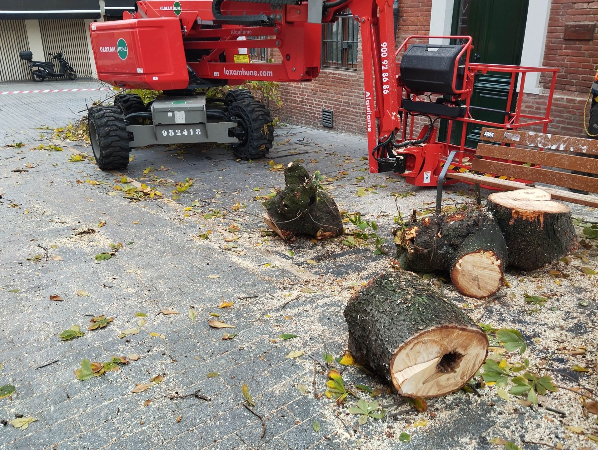 Las imágenes del último árbol talado en León
