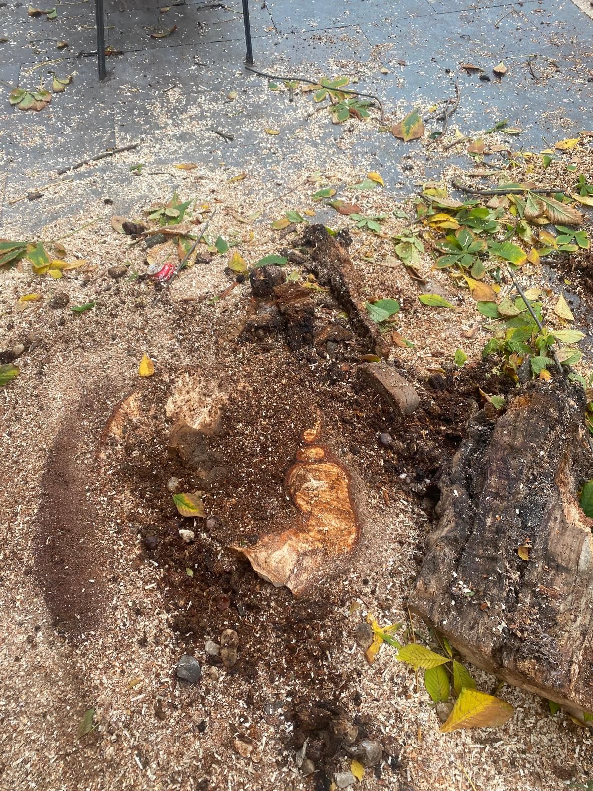 Las imágenes del último árbol talado en León