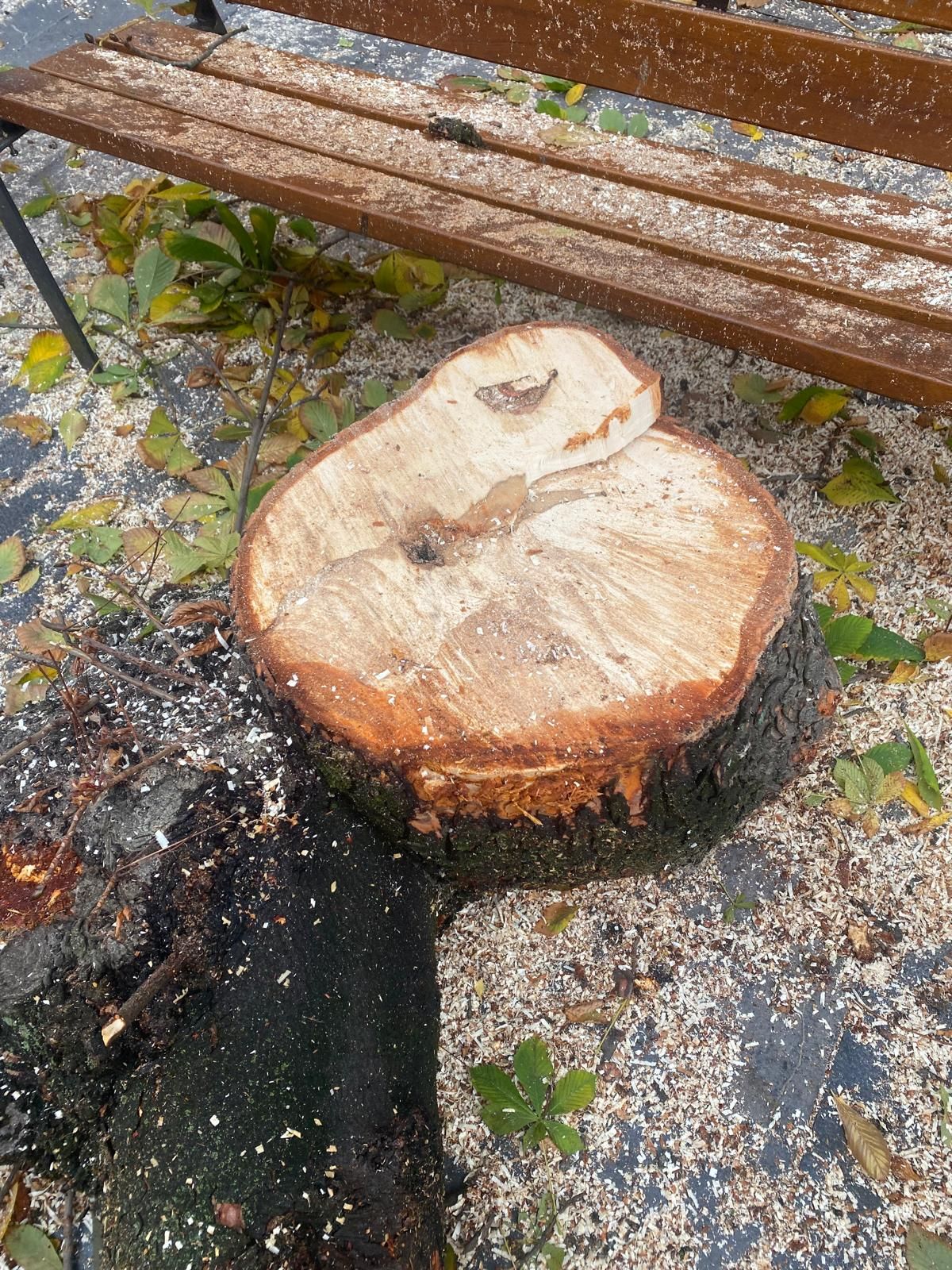 Las imágenes del último árbol talado en León