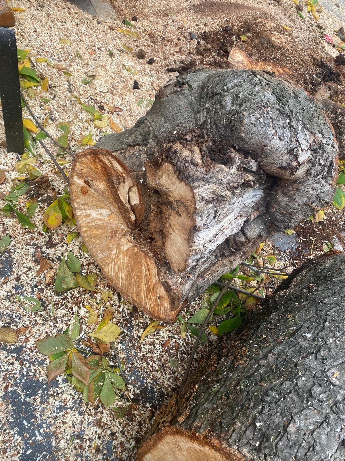 Las imágenes del último árbol talado en León
