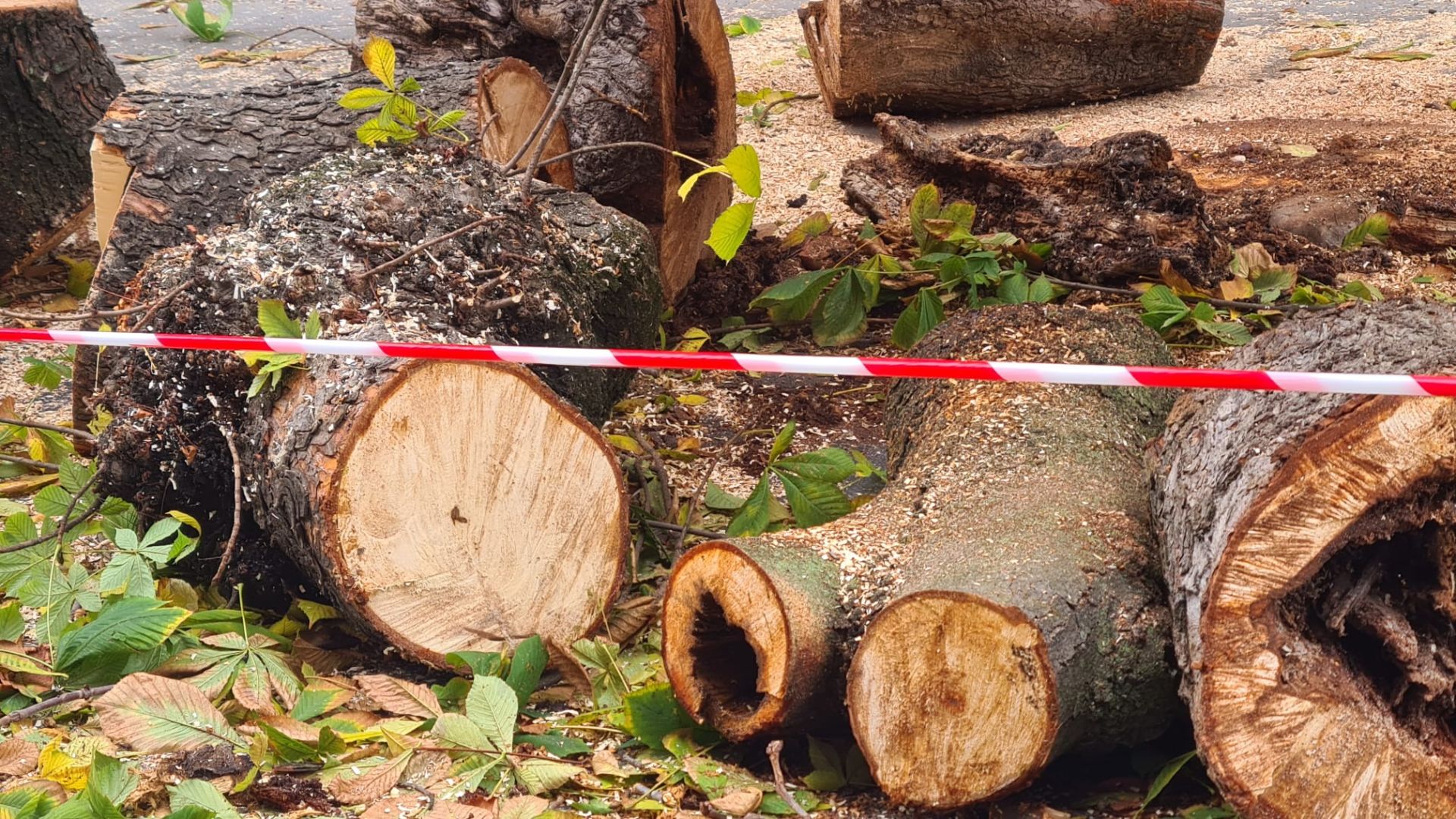 Las imágenes del último árbol talado en León