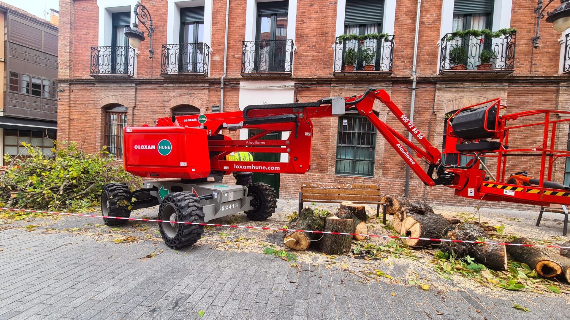 Las imágenes del último árbol talado en León