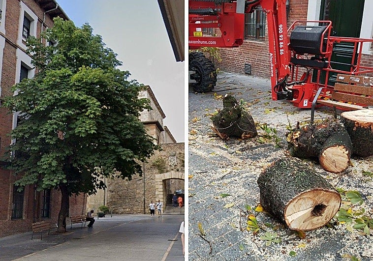 Nuevo arboricidio en León: talan uno de los castaños más bellos a los pies de la Catedral