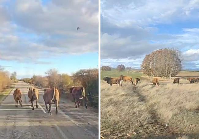 Vacas corriendo por delante de un coche en una carretera en Riofrío; y comiendo en un campo sembrado de centeno.