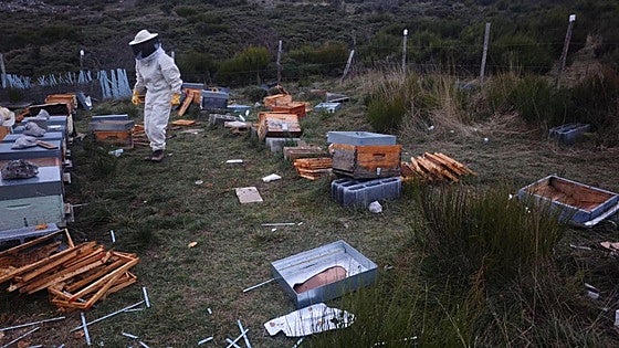 Los osos se ceban con las colmenas de Babia y los apicultores estallan