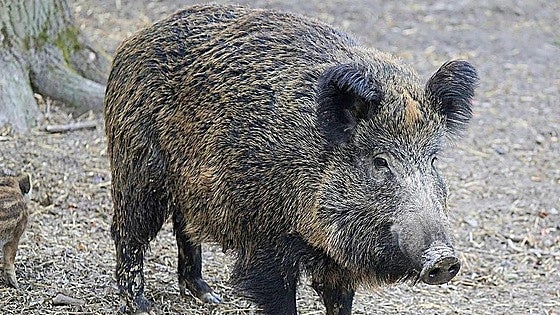La apertura de la caza del jabalí en León desmonta la «preocupación»: «No hay tantos como parece»