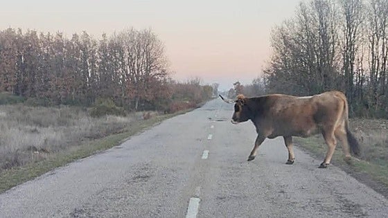 Una empresa está avisada para recoger las vacas de Riofrío que estén sueltas