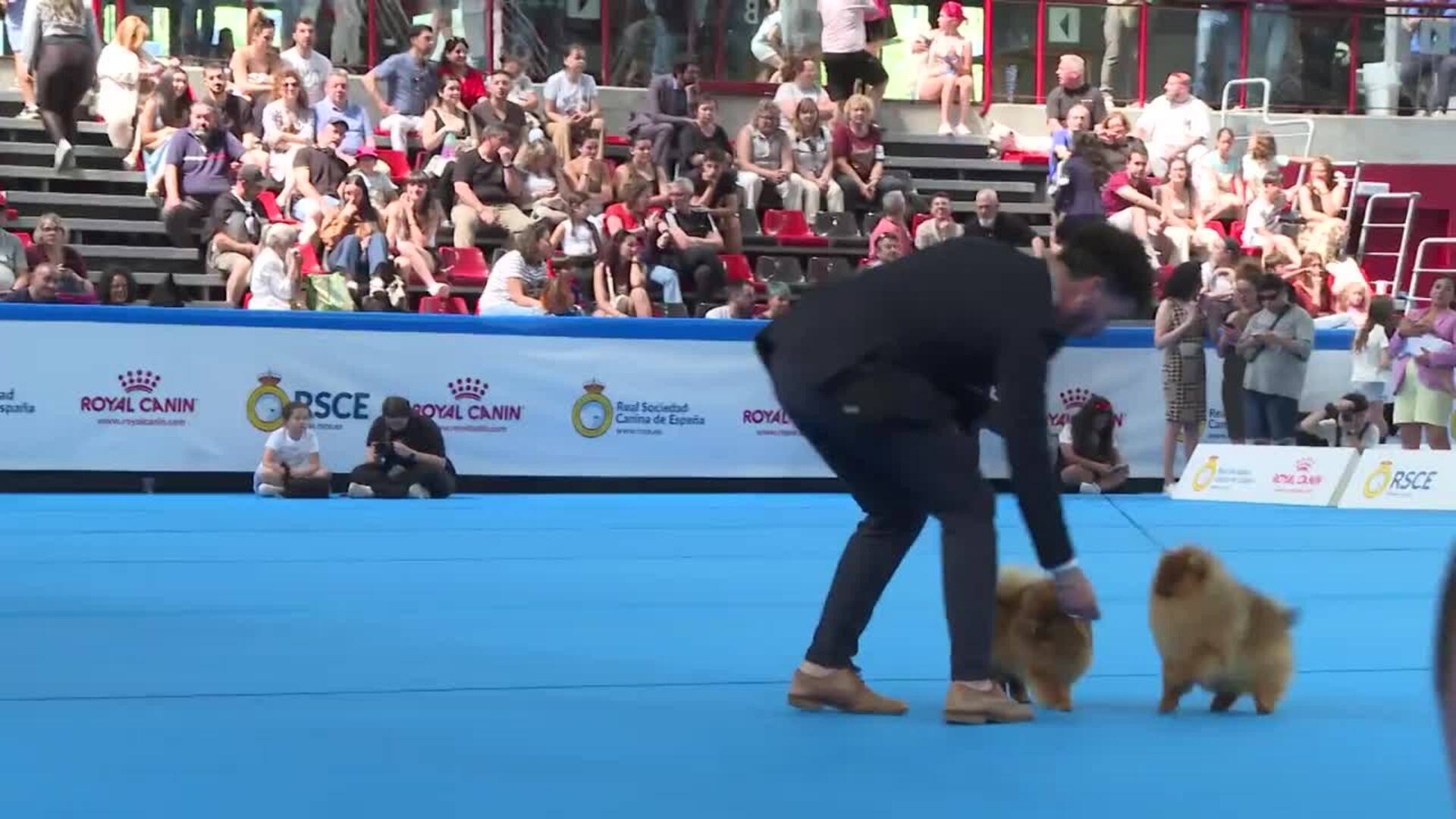 Más de 5.000 perros se citan el fin de semana en la Exposición Internacional Canina