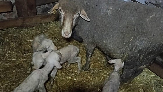 Mía, la oveja que sorprende con un parto cuádruple en un pueblo de León