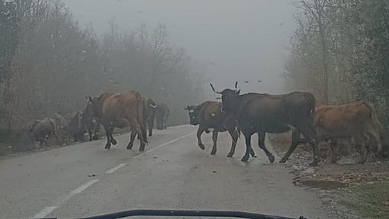 Las últimas imágenes de las vacas de Riofrío fuera de su parcela