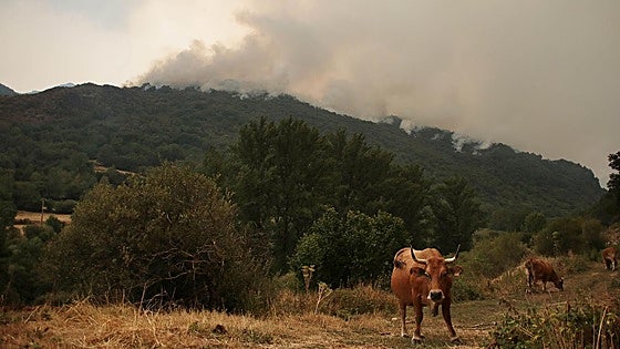 La Junta permitirá cazar en los terrenos afectados por los incendios en León 4 años antes de lo establecido