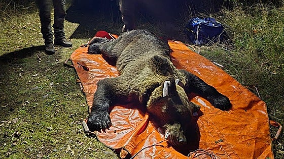 Un estudio pionero avanza en la identificación del comportamiento animal del Plan de Marcaje de Oso Pardo