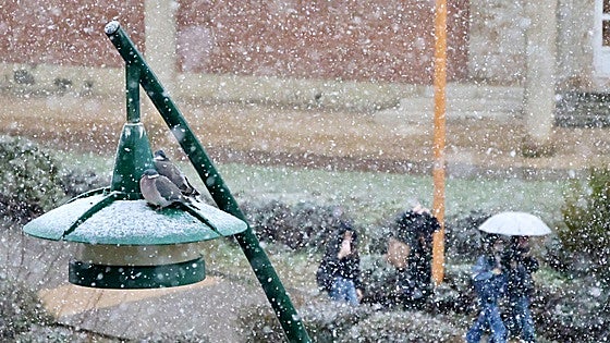 Domingo de Ramos ¿y nieve? en León