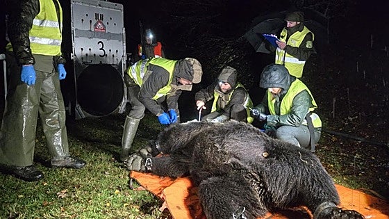 Un nuevo estudio revela el calor como un factor «fuertemente limitante» del movimiento del oso pardo