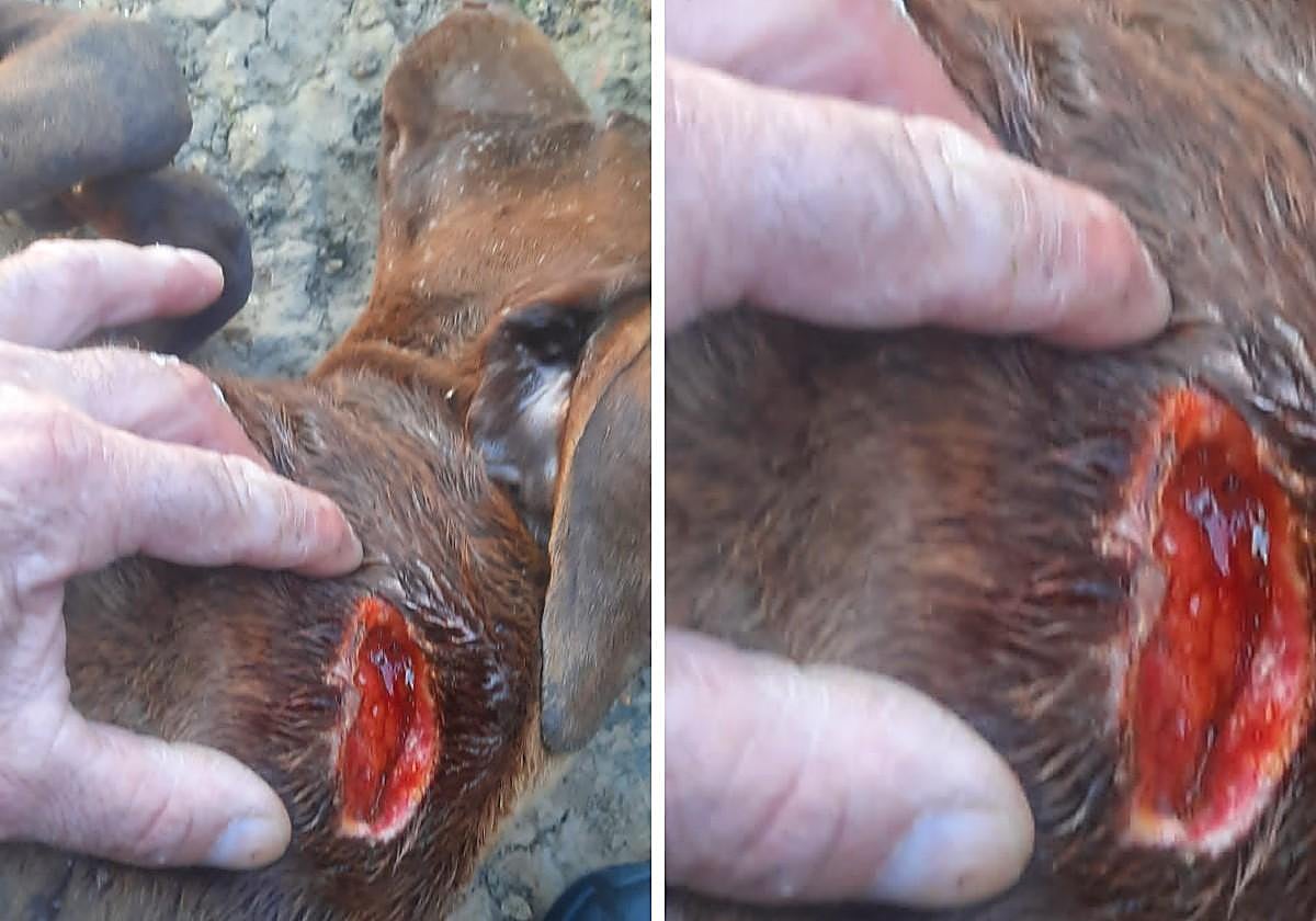 Imagen de las heridas causadas.