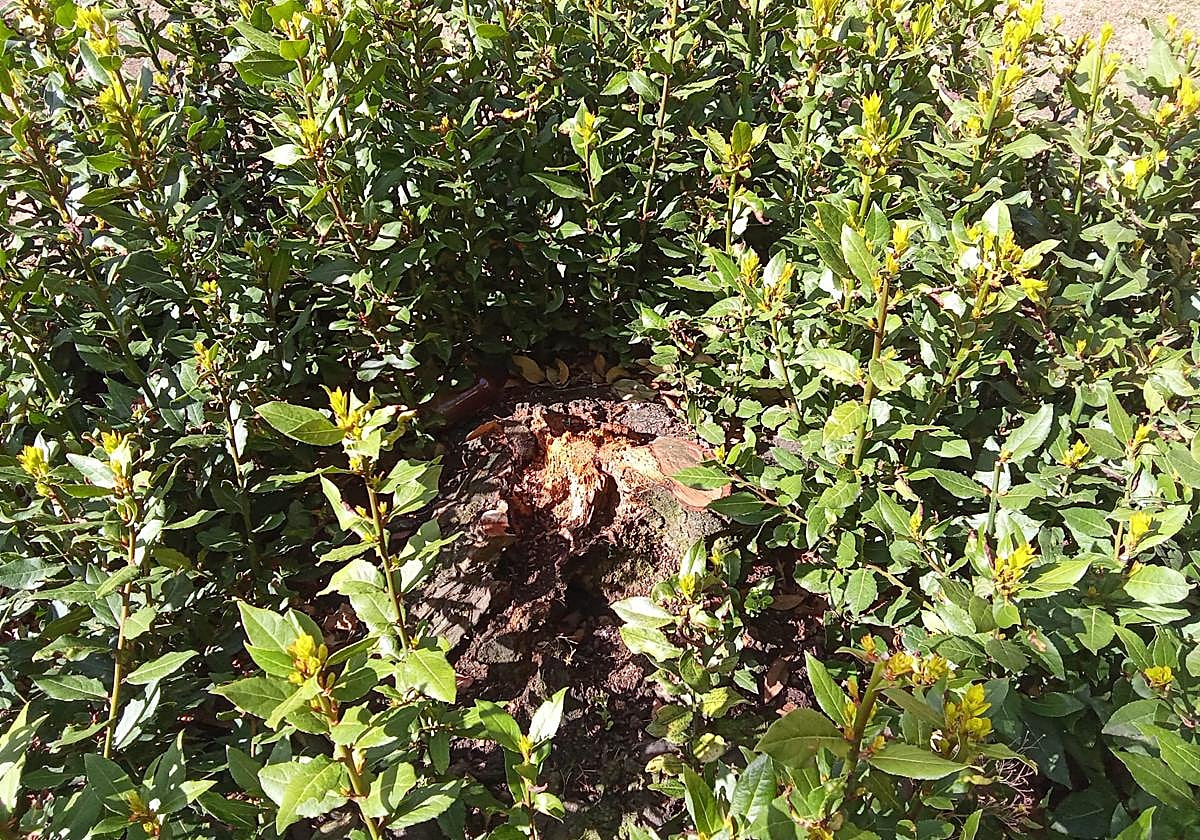 Laurel desaparecido del jardín.