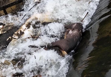 Hallan 15 animales muertos en el canal de Arriola junto a otros restos óseos