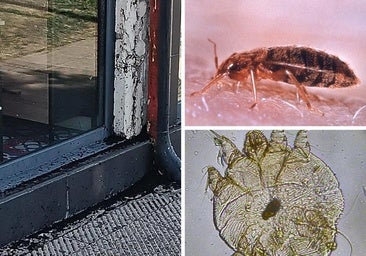 ¿Hay relación entre los brotes de diferentes insectos en León en los últimos días?