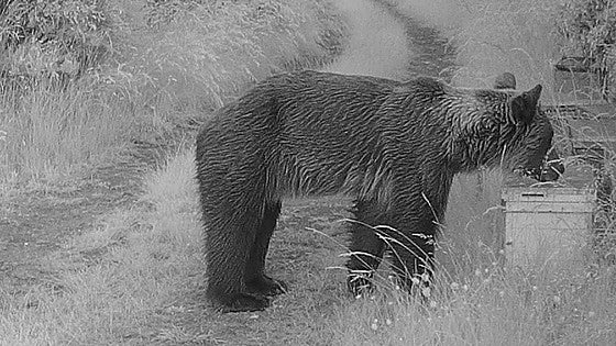 Los ataques de oso llegan a Omaña: «Ha entrado a nuestra finca y nos ha matado al perro»