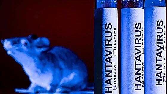El hantavirus detectado en Castilla y León es «una aguja en un pajar»: preocupa más la tularemia y las plagas de topillos