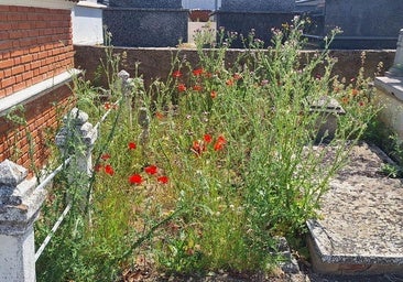 Denuncian el abandono del cementerio de Valencia de Don Juan por la «desidia del alcalde»