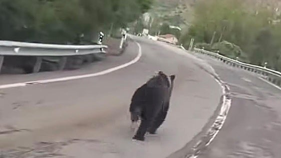 Un oso sorprende a un conductor en plena carretera de montaña en León