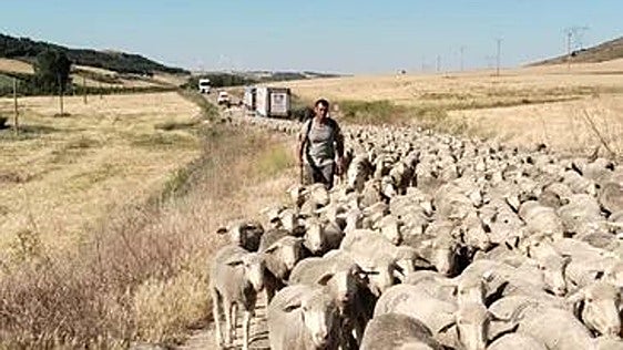 El rebaño trashumante en el que murieron 14 ovejas irá en camión hasta El Burgo Ranero