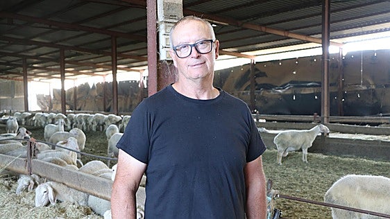 Las ovejas y el origen de un imperio familiar del queso en León: «Es un trabajo diario»