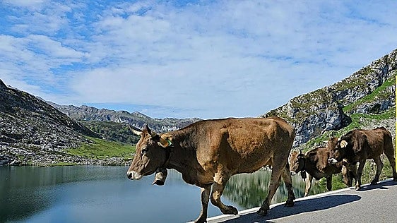 Recomiendan «encarecidamente» a los montañeros no beber de las fuentes sin control de Picos de Europa