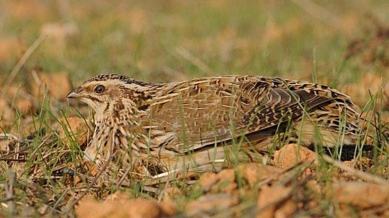 SEO/BirdLife solicita que se suspenda la caza de especies en declive durante la media veda