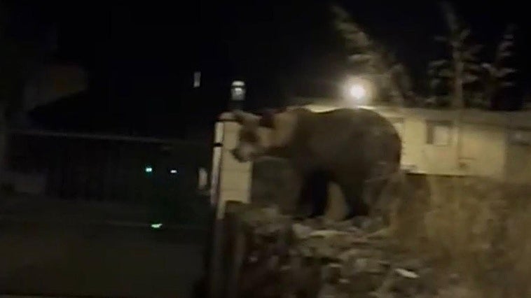 El oso que «parecía un perro» y sorprendió a tres jóvenes en pleno centro de un pueblo de Laciana